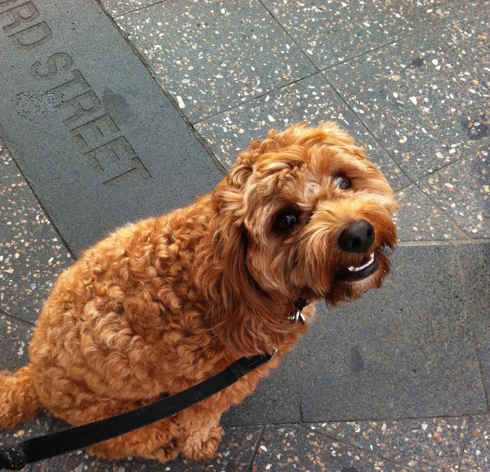 9 ways dogs improve your work-life balance, Fiona Craig